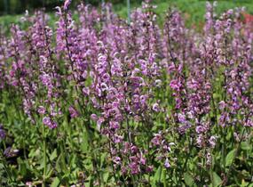 Šalvěj luční 'Rose Rhapsody' - Salvia pratensis 'Rose Rhapsody'