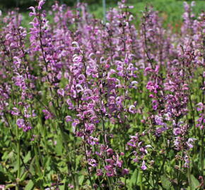 Šalvěj luční 'Rose Rhapsody' - Salvia pratensis 'Rose Rhapsody'