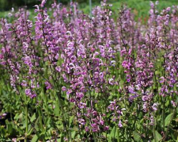 Šalvěj luční 'Rose Rhapsody'