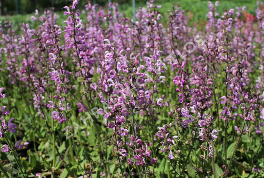 Šalvěj luční 'Rose Rhapsody' - Salvia pratensis 'Rose Rhapsody'