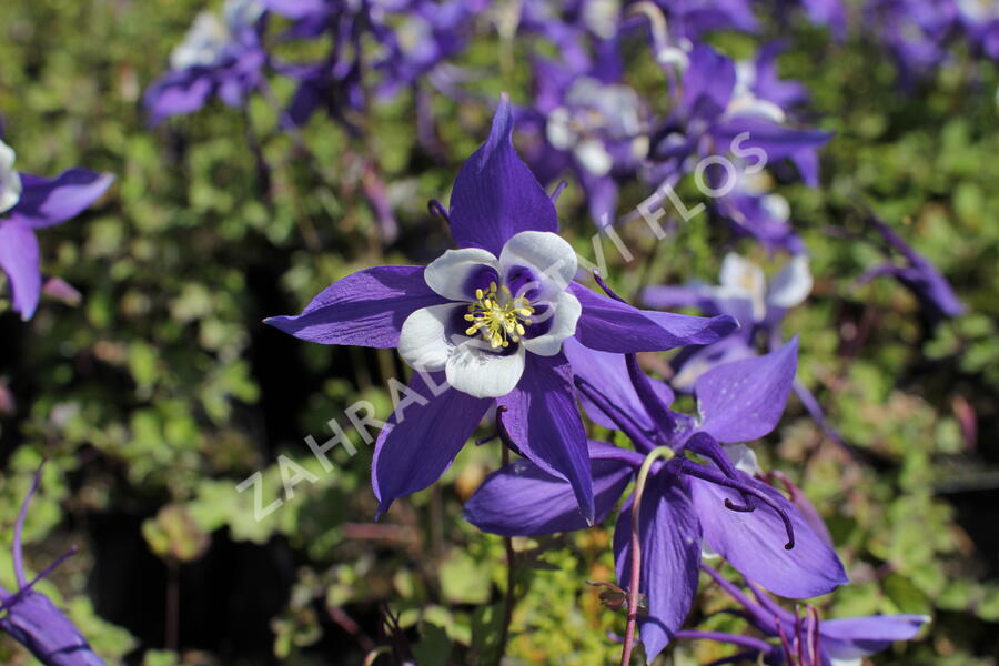 Orlíček 'Kirigami Deep Blue & White' - Aquilegia caerulea 'Kirigami Deep Blue & White'