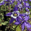 Orlíček 'Kirigami Deep Blue & White' - Aquilegia caerulea 'Kirigami Deep Blue & White'