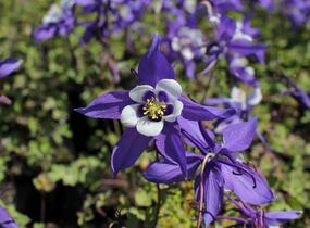 Orlíček 'Kirigami Deep Blue & White' - Aquilegia caerulea 'Kirigami Deep Blue & White'