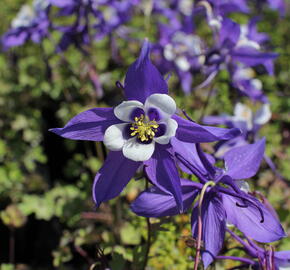 Orlíček 'Kirigami Deep Blue & White' - Aquilegia caerulea 'Kirigami Deep Blue & White'