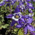 orlicek-kirigami-deep-blue-white.jpg