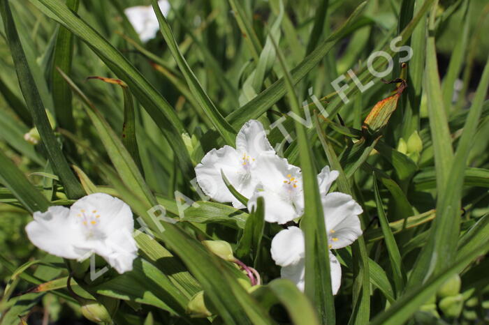 Podeňka Andersonova 'Innocence' - Tradescantia andersoniana 'Innocence'