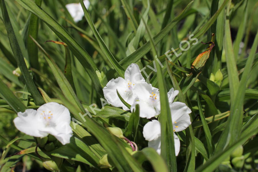 Podeňka Andersonova 'Innocence' - Tradescantia andersoniana 'Innocence'