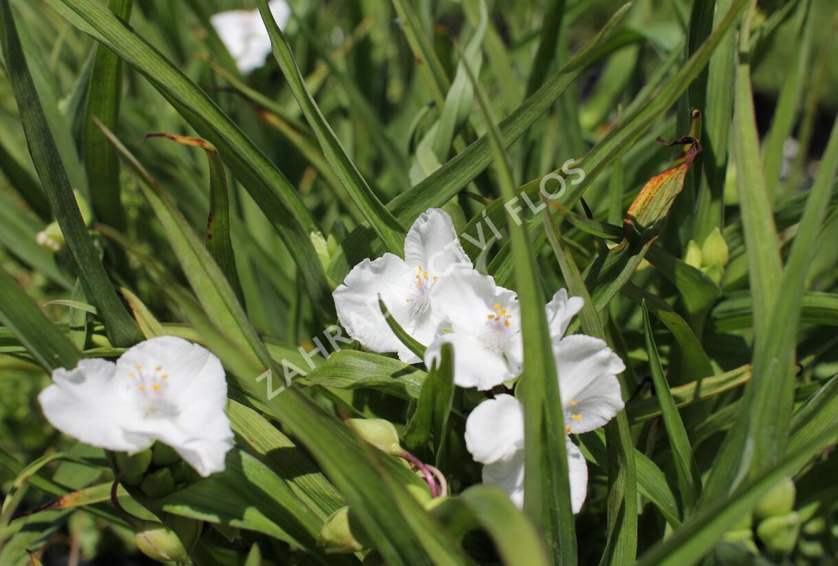 Podeňka Andersonova 'Innocence' - Tradescantia andersoniana 'Innocence'