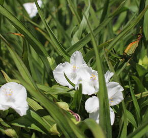 Podeňka Andersonova 'Innocence' - Tradescantia andersoniana 'Innocence'