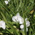 podenka-andersonova-innocence.jpg