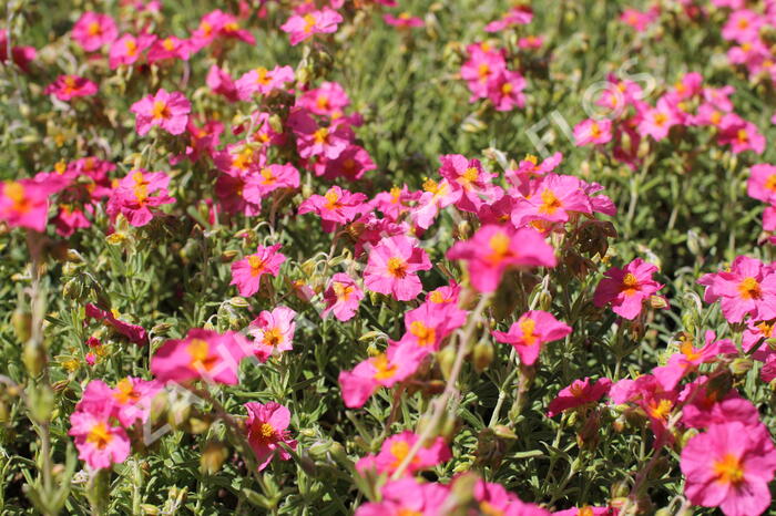 Devaterník 'Ben Hope' - Helianthemum 'Ben Hope'