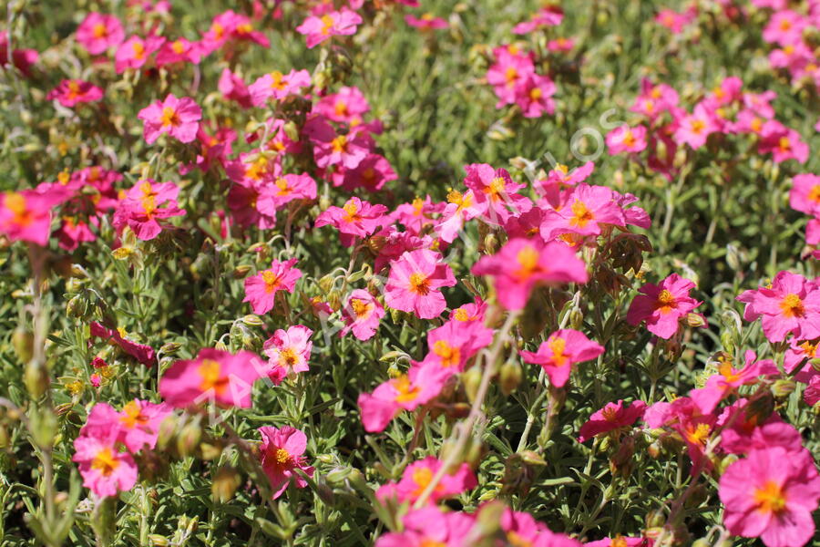 Devaterník 'Ben Hope' - Helianthemum 'Ben Hope'