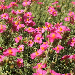 Devaterník 'Ben Hope' - Helianthemum 'Ben Hope'