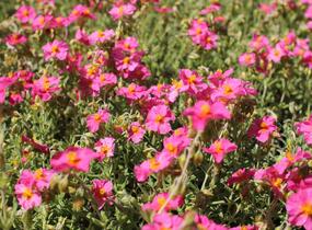 Devaterník 'Ben Hope' - Helianthemum 'Ben Hope'