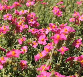 Devaterník 'Ben Hope' - Helianthemum 'Ben Hope'