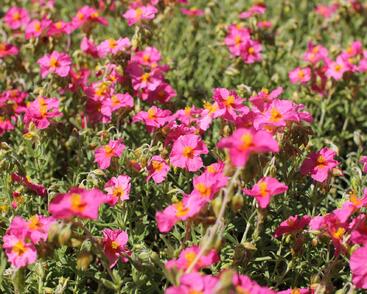 Devaterník 'Ben Hope'