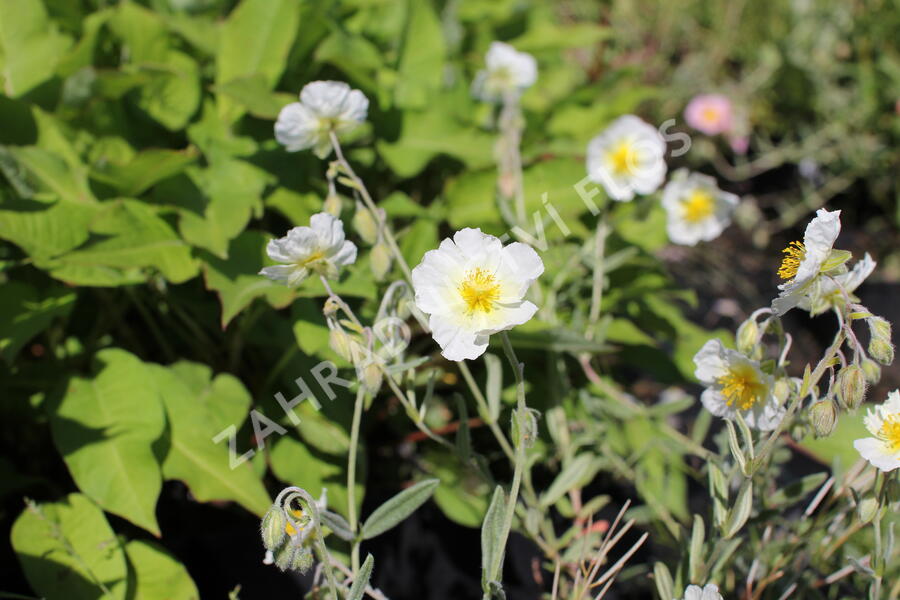 Devaterník 'Snow Queen' - Helianthemum 'Snow Queen'