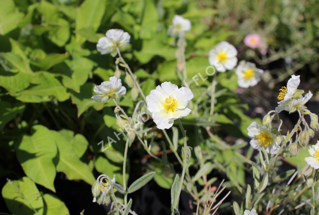 Devaterník 'Snow Queen' - Helianthemum 'Snow Queen'