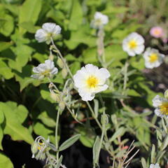 Devaterník 'Snow Queen' - Helianthemum 'Snow Queen'