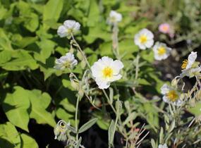 Devaterník 'Snow Queen' - Helianthemum 'Snow Queen'