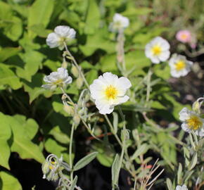 Devaterník 'Snow Queen' - Helianthemum 'Snow Queen'