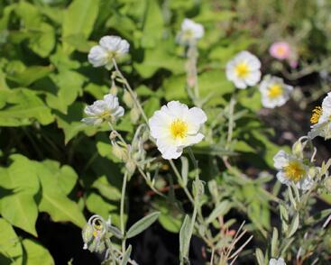 Devaterník 'Snow Queen'