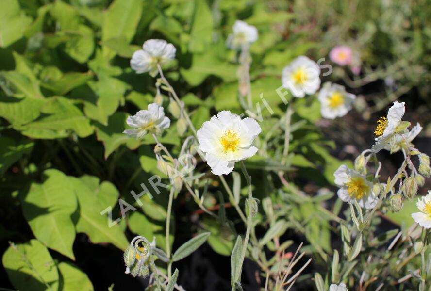 Devaterník 'Snow Queen' - Helianthemum 'Snow Queen'
