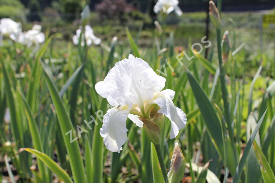 Kosatec německý 'Boule de Neige' - Iris barbata-elatior 'Boule de Neige'