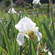 Kosatec německý 'Boule de Neige' - Iris barbata-elatior 'Boule de Neige'