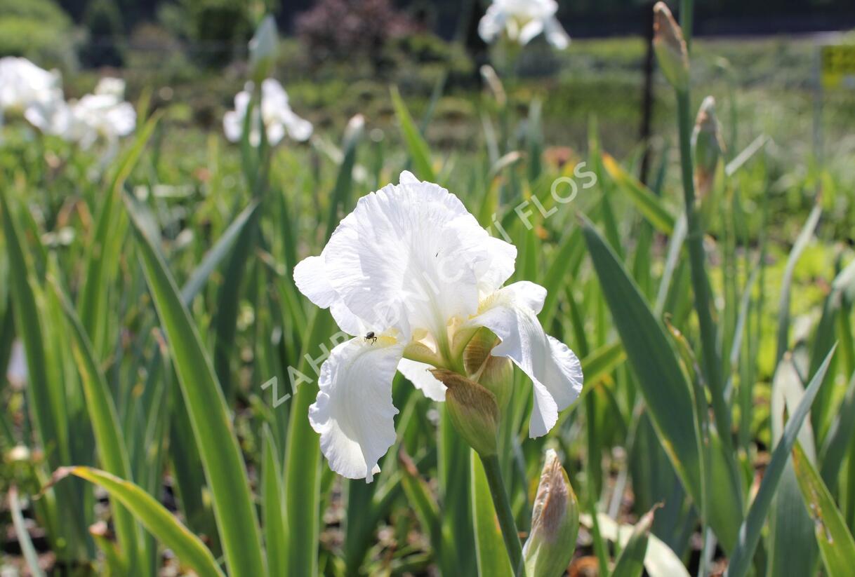 Kosatec německý 'Boule de Neige' - Iris barbata-elatior 'Boule de Neige'