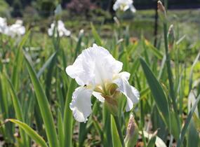 Kosatec německý 'Boule de Neige' - Iris barbata-elatior 'Boule de Neige'