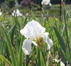 Kosatec německý 'Boule de Neige' - Iris barbata-elatior 'Boule de Neige'