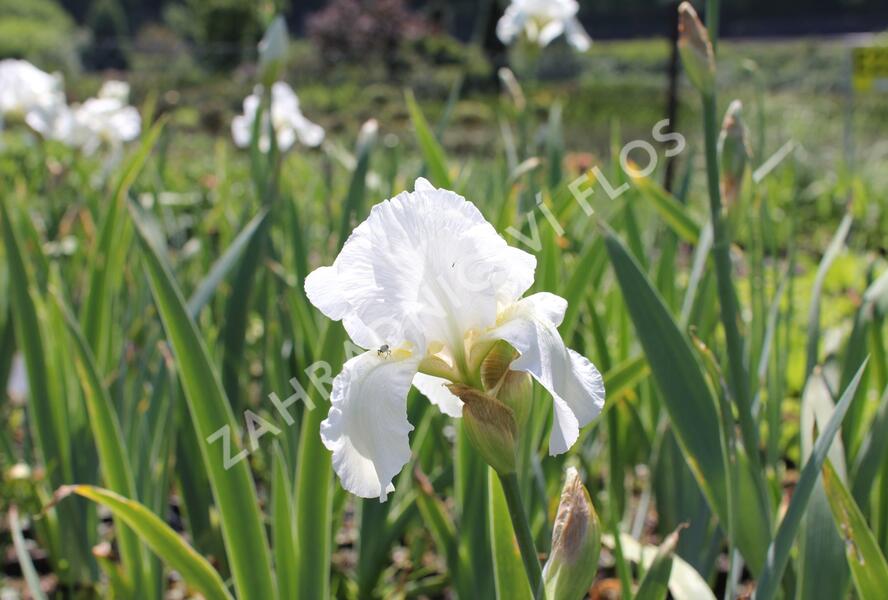 Kosatec německý 'Boule de Neige' - Iris barbata-elatior 'Boule de Neige'