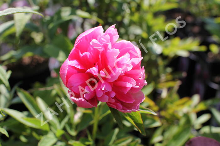 Pivoňka lékařská 'Rosea Plena' - Paeonia officinalis 'Rosea Plena'