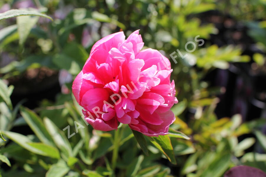 Pivoňka lékařská 'Rosea Plena' - Paeonia officinalis 'Rosea Plena'