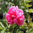 Pivoňka lékařská 'Rosea Plena' - Paeonia officinalis 'Rosea Plena'