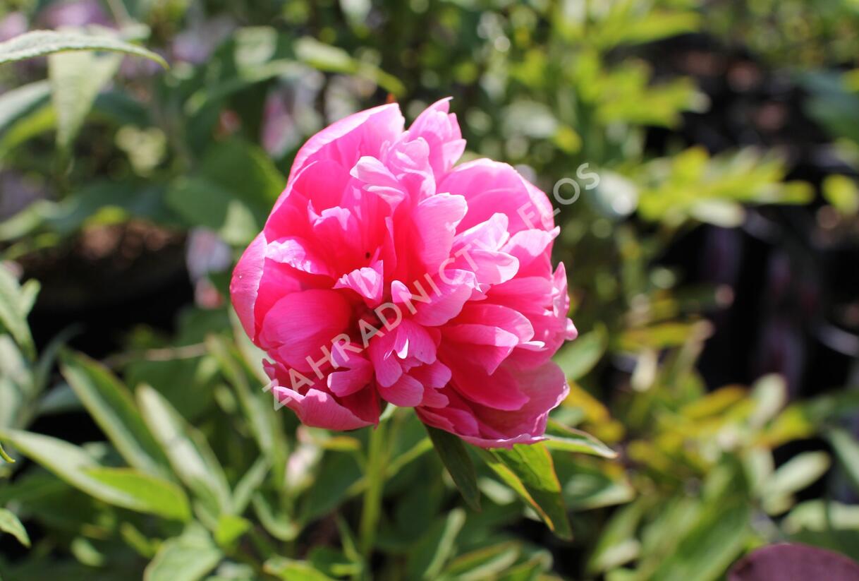 Pivoňka lékařská 'Rosea Plena' - Paeonia officinalis 'Rosea Plena'