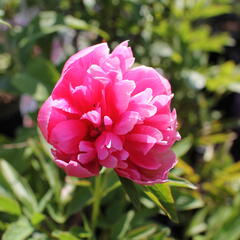 Pivoňka lékařská 'Rosea Plena' - Paeonia officinalis 'Rosea Plena'