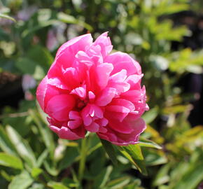 Pivoňka lékařská 'Rosea Plena' - Paeonia officinalis 'Rosea Plena'