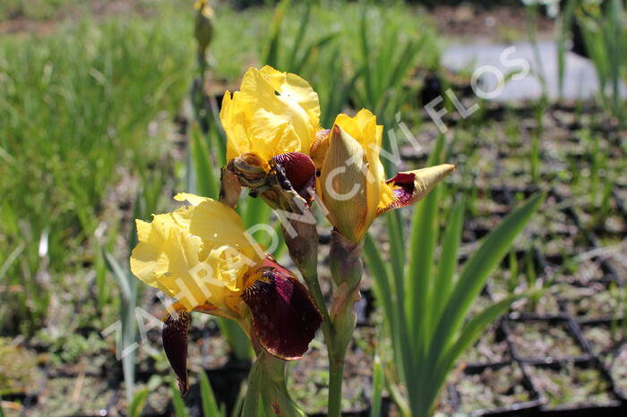Kosatec německý 'Grand Chef' - Iris barbata-elatior 'Grand Chef'