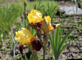 Kosatec německý 'Grand Chef' - Iris barbata-elatior 'Grand Chef'