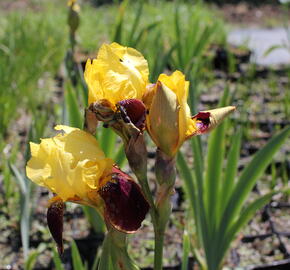 Kosatec německý 'Grand Chef' - Iris barbata-elatior 'Grand Chef'