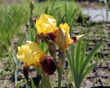 Kosatec německý 'Grand Chef'