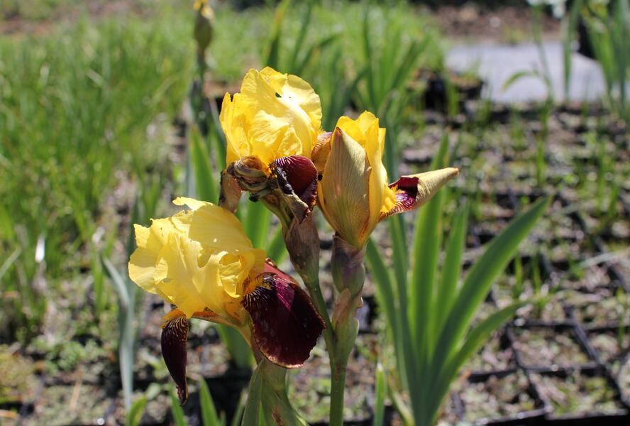 Kosatec německý 'Grand Chef' - Iris barbata-elatior 'Grand Chef'