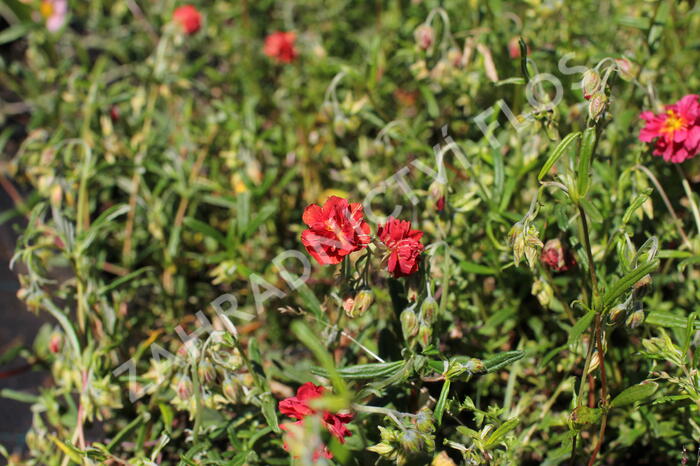 Devaterník 'Rubin' - Helianthemum 'Rubin'