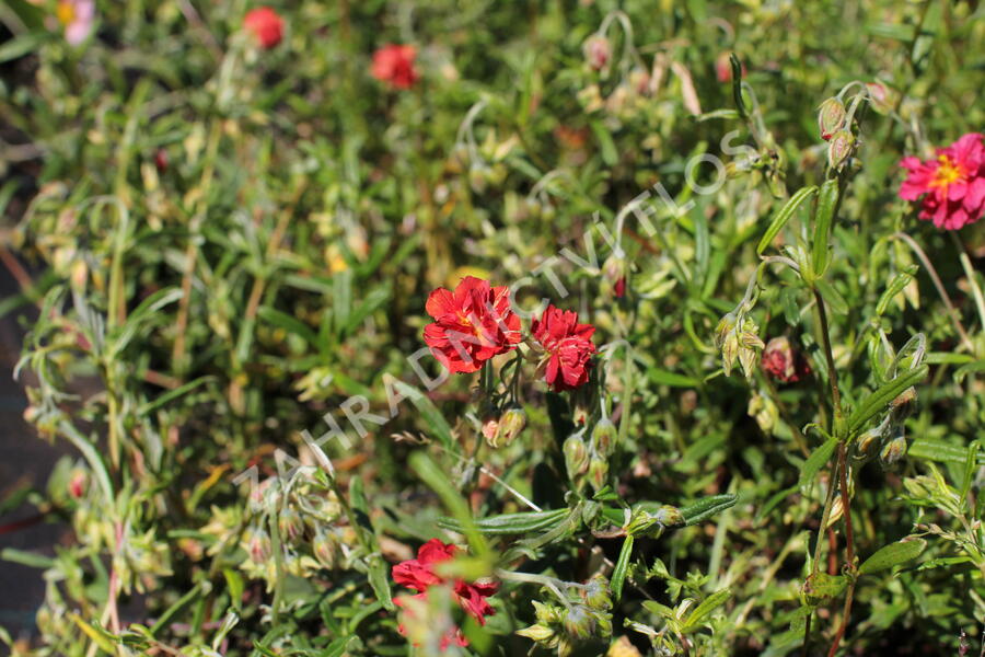 Devaterník 'Rubin' - Helianthemum 'Rubin'
