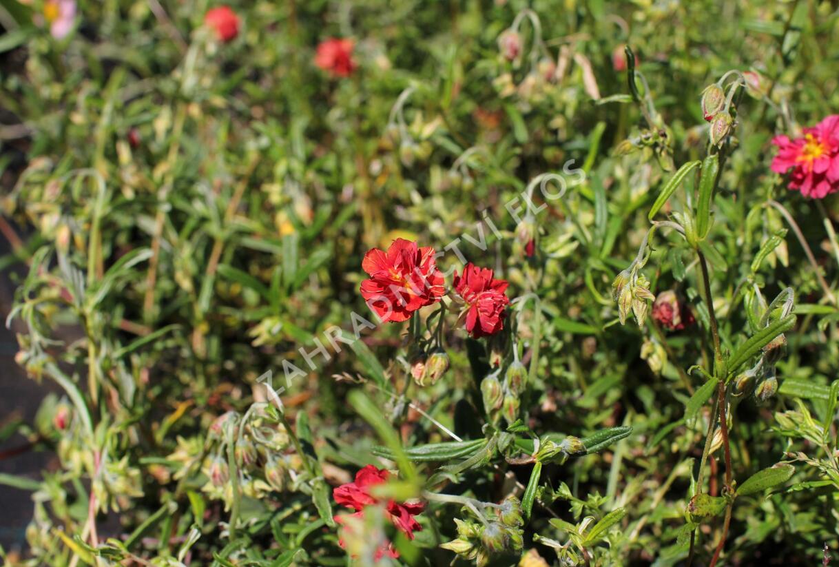 Devaterník 'Rubin' - Helianthemum 'Rubin'