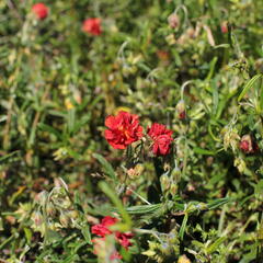 Devaterník 'Rubin' - Helianthemum 'Rubin'