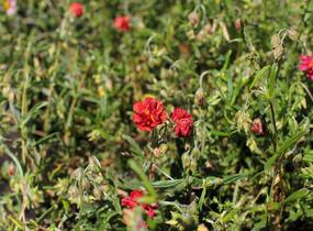 Devaterník 'Rubin' - Helianthemum 'Rubin'