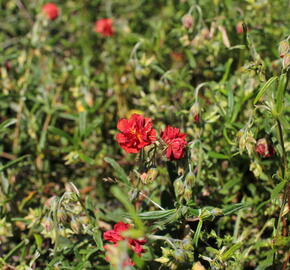 Devaterník 'Rubin' - Helianthemum 'Rubin'